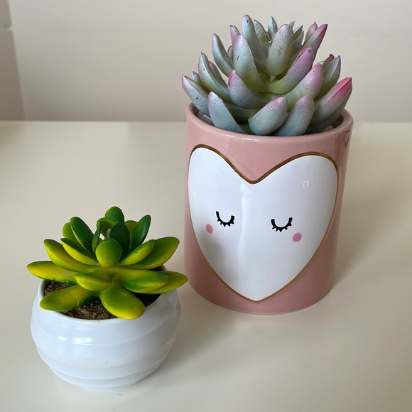 Faux Succulents Set - Picture 1 of 1